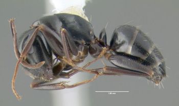 Media type: image;   Entomology 615181 Aspect: habitus lateral view